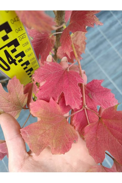 Калина звичайна / червона-5л/вис.80-100см/Ø30-40см/4роки